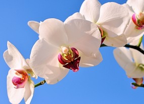 试管婴儿技术，实现生育梦想的新途径